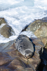 Wild seal can seen sun bathing in Kaikoura,New Zealand