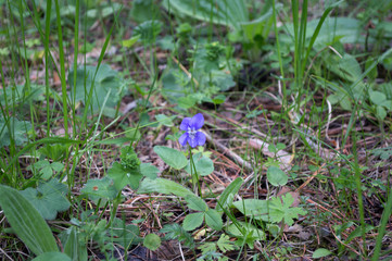 Fototapeta premium Marsh violet in the wild forest in the southern Urals
