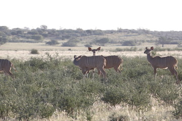 Namibie