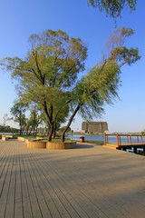 wooden floor and green trees in a park