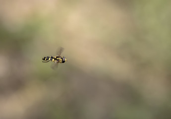 beauty flying bee in the air. Close