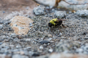 A close up of a honey bee or bumble bee crawling on a rock.