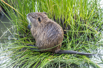 Nutria