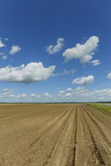 Fototapeta na wymiar field with shoots of beetroot until horizon on blue sky background