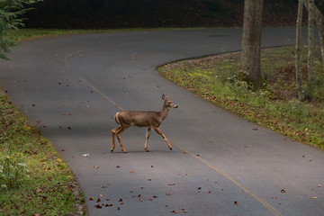 A deer crossing a rural road in the countryside.