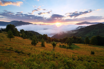 Mountain landscape. Sunrise in the clouds. Dense fog with nice soft light. On the lawn the grass and trees.