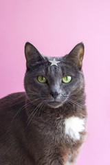 Portrait of gray cat with green eyes and star in forehead on pink background. Funny concept of superhero with copy space. Wonder cat.
