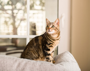 Fototapeta premium Domestic cat at home
