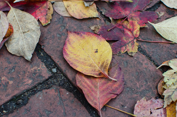 fall leaves