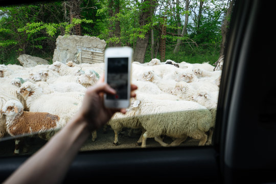 Hand taking photo of sheep herd