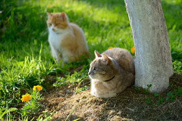Cats in the outdoor