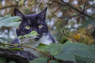 portrait of a black cat among leaves of trees and shrubs close-up