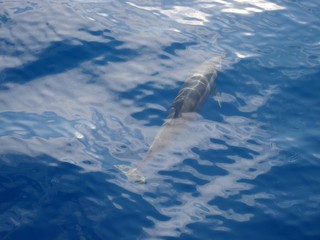 Naklejka premium Wild dolphins in Pacific Ocean near Hualien, Taiwan