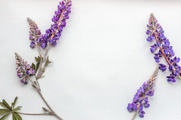 lupines on a white background. copy space