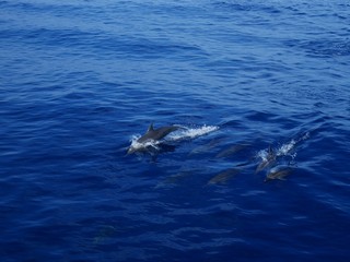Wild dolphins in Pacific Ocean near Hualien, Taiwan