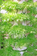 Fototapeta premium stereo planting vegetables in a modern farm