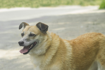 happy red dog with long tongue