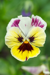 One pansy flower