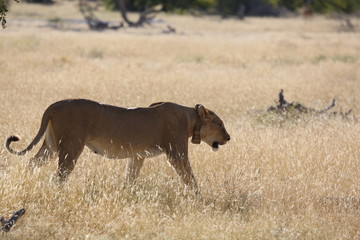 Fototapeta premium Namibie