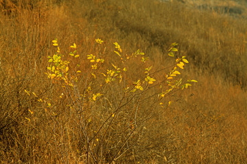 withered plants on the hillside