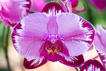 Purple phalaenopsis orchid flower