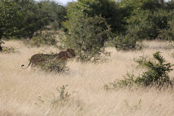 Namibie