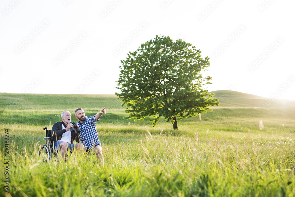 Wall mural An adult hipster son with senior father in wheelchair on a walk in nature at sunset, laughing.