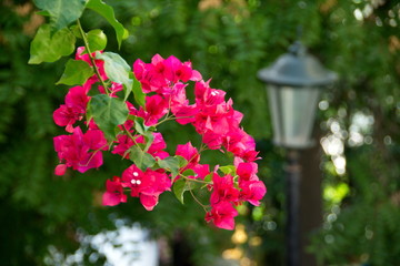  Flowers in the streets of Mediterranean cities