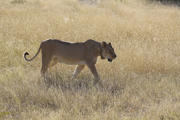 Namibie