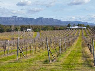 Fototapeta na wymiar Vineyards in a rural setting