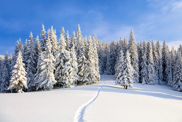 Powdered with snow tall fir-trees silently contemplate a daredevil who makes a path through in the winter cold day.