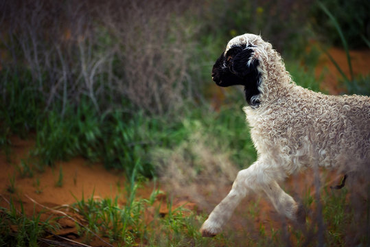 Ram kid. Chyornye Zemli (Black Lands) Nature Reserve, Kalmykia region, Russia.