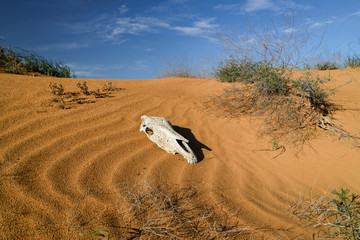 Skull of a horse in the desert. Chyornye Zemli (Black Lands) Nature Reserve, Kalmykia region,...