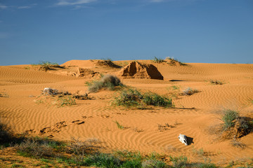 Skull of a horse in the desert. Chyornye Zemli (Black Lands) Nature Reserve, Kalmykia region,...