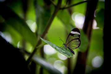 Fototapeta premium Benalmadena, Spain; March 29, 2018: Colorful butterflies