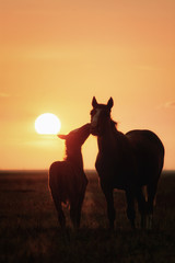 Tenderness of wild horses. Kalmykia, Russia