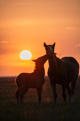 Obraz na płótnie Canvas Tenderness of wild horses. Kalmykia, Russia