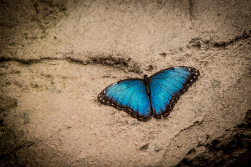 Benalmadena, Spain; March 29, 2018: Colorful butterflies