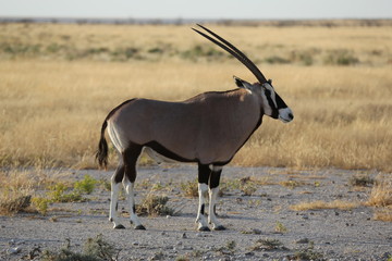 Namibie