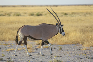 Namibie