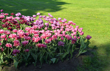 Flowerbed with blooming tulips.