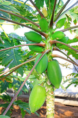 papaya fruit on the trees in a modern plantation
