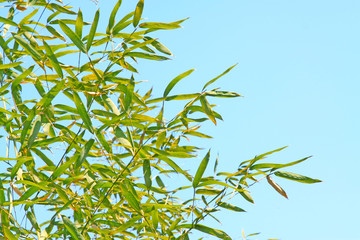 Bamboo leaves in the blue sky
