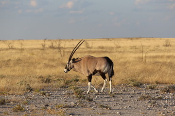 Fototapeta premium Namibie