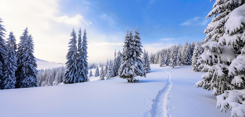 Obraz premium Winter landscape with fair trees under the snow. Scenery for the tourists. Christmas holidays. Trampled path in the snowdrifts.