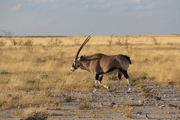 Namibie