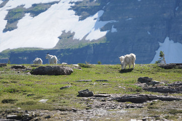 Mountain Goat 1