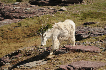 Mountain Goat 