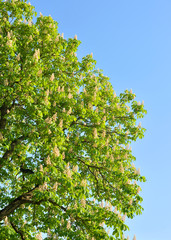 Blossoming chestnut tree.