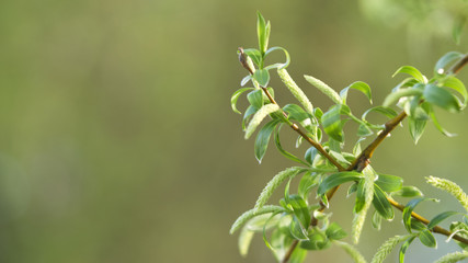 Fototapeta na wymiar Branch of a flowering willow. Concept springtime background